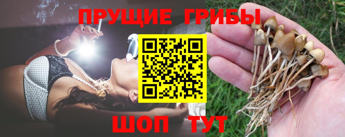 Галлюциногенные грибы Psilocybe Кингисепп